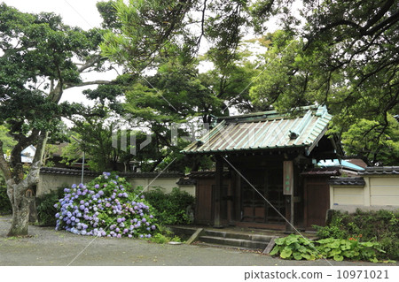 Hydrangea of Hidenji Temple 10971021
