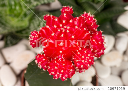 Red Star Cactus 10971039