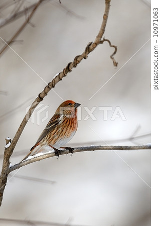 Freshwater fish Freshwater fish 10971063