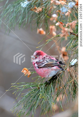 Freshwater fish Freshwater fish 10971064