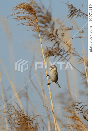 Ohjulin Ohjulin 10971119