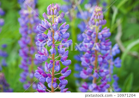 Blue lupine flowers on the meadow in summer Blue lupine flowers on the meadow in summer 10971204