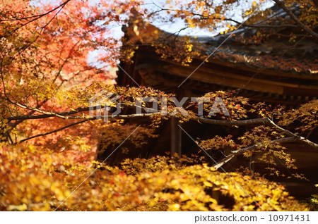 Lotus Temple Autumn leaves 10971431
