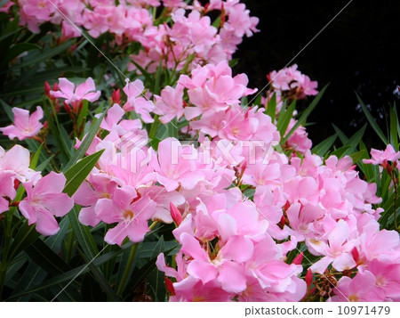 北藍鰭金槍魚系列 10971479