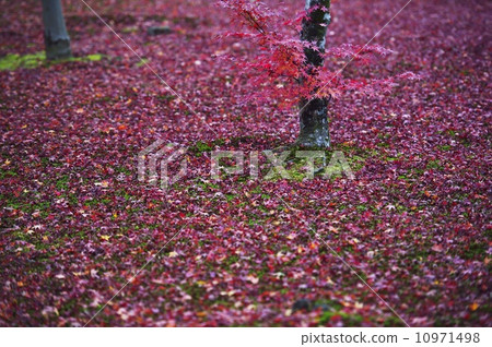 Momiji carpet 10971498