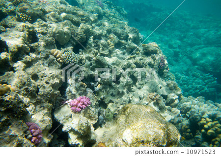 Coral reef 10971523