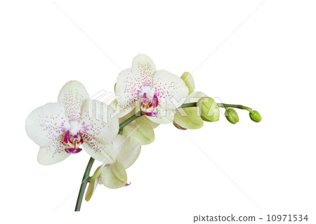 orchid 10971534