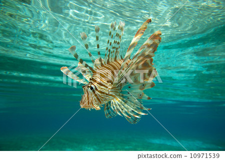 Lion fish 10971539