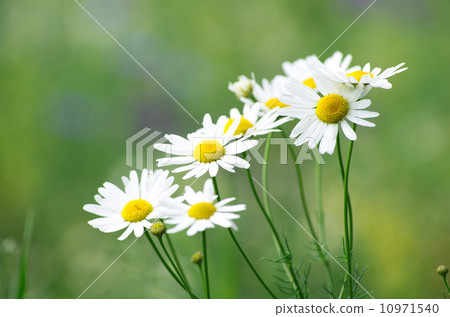 chamomiles 10971540