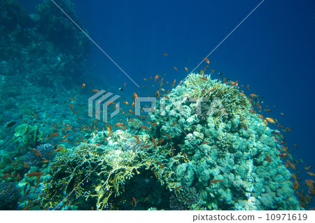 Coral reef 10971619