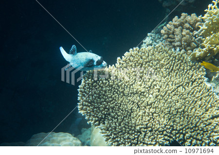 fish anthias 10971694