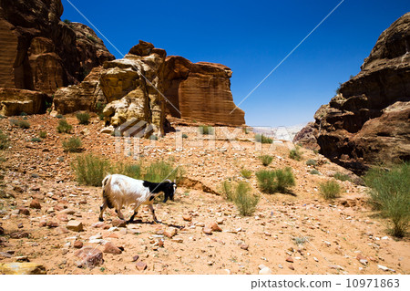 Beautiful red rock formations in Petra Beautiful red rock formations in Petra 10971863