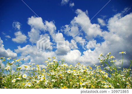 camomile flowers camomile flowers 10971865