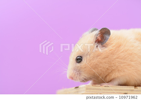 Kinkama hamster's profile Kinkama hamster's profile 10971962