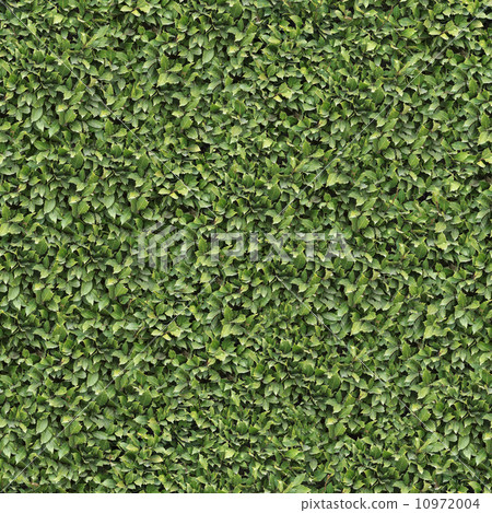 Laurel Bush Surface. Seamless Texture. 10972004