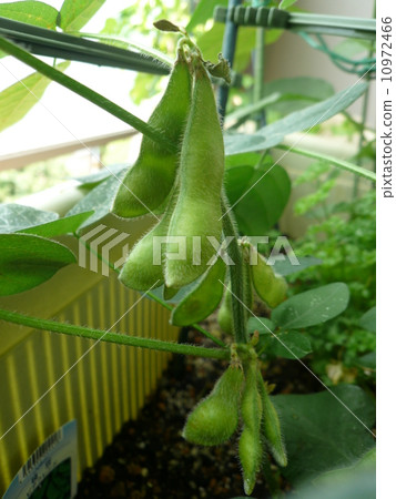 Edamame 10972466