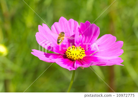 Cosmos and bees 10972775