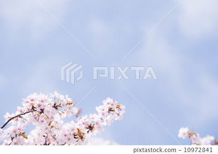 櫻桃樹 10972841