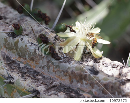 仙人掌花 仙人掌花 10972873