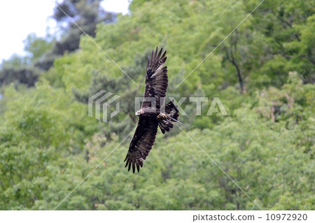 Eagle's eagle Eagle's eagle 10972920