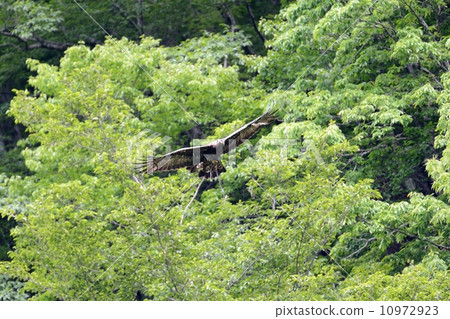 鷹之鷹 鷹之鷹 10972923