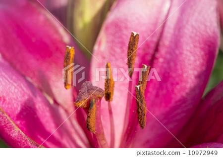 百合花核心 10972949