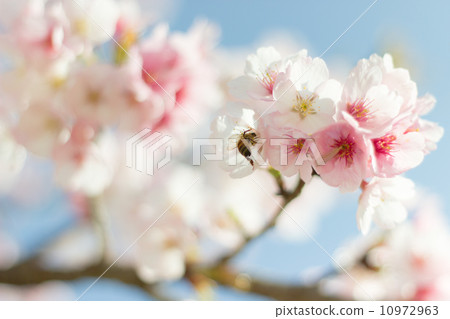 櫻花和蜜蜂 櫻花和蜜蜂 10972963