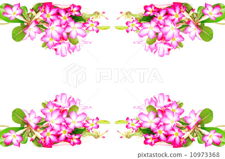 Impala Lily 10973368