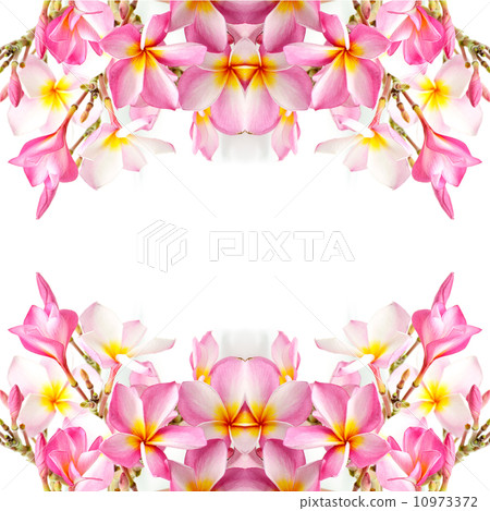 Plumeria 10973372