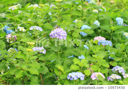 hydrangea flower hydrangea flower 10973430