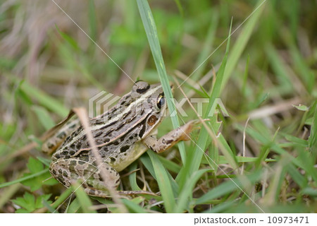 Tonosawa frog Tonosawa frog 10973471