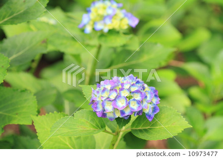 hydrangea flower hydrangea flower 10973477