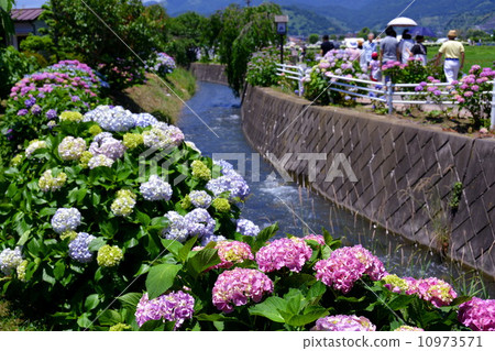 開放鎮繡球節 開放鎮繡球節 10973571