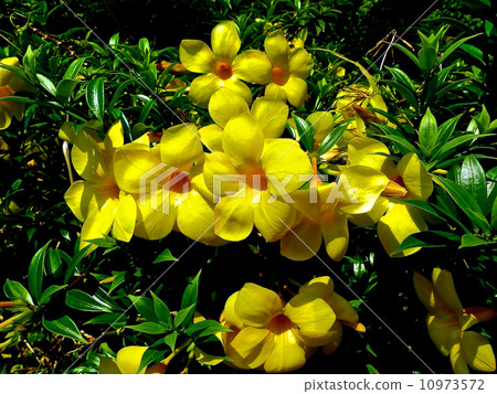 黃蟬 黃蟬 10973572