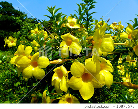 Allamanda Allamanda 10973573