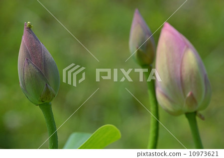 蓮花的芽 蓮花的芽 10973621