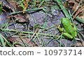 Frog after mowing 10973714