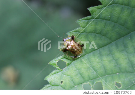 Jingushamamushi (gold type) Jingushamamushi (gold type) 10973763