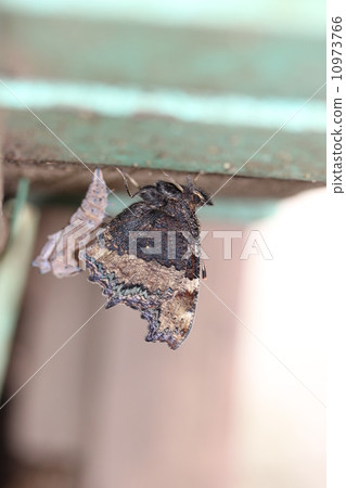 出現後不久聽到自治市鎮 出現後不久聽到自治市鎮 10973766