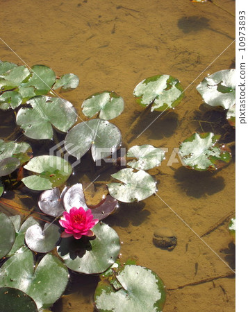 Water lily and waterfront creatures 10973893