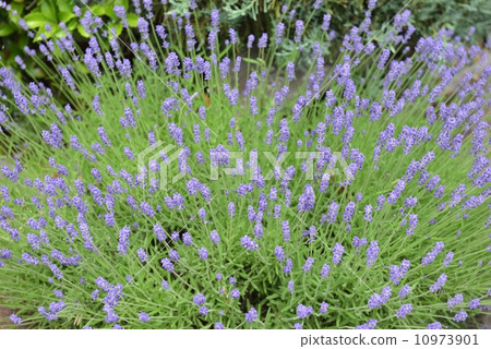 lavender lavender 10973901