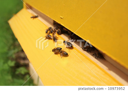 Bees flying around their beehive  10973952