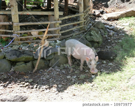 Samoa pig 10973977