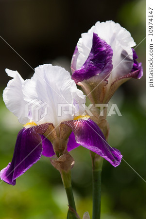 German iris 10974147