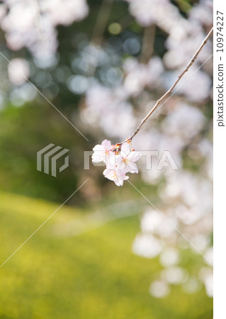 櫻花盛開 10974227
