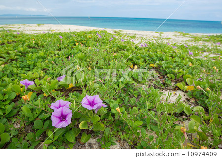 Gumba Hilgao and the sea Gumba Hilgao and the sea 10974409