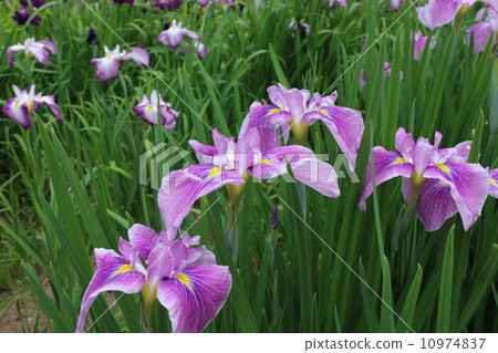 鳶尾花 10974837