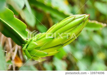 Dragon Fruit tree. 10974896