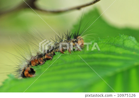 Caterpillar 10975126