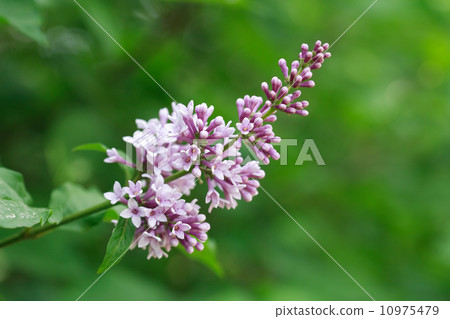 Purple Lilac 10975479